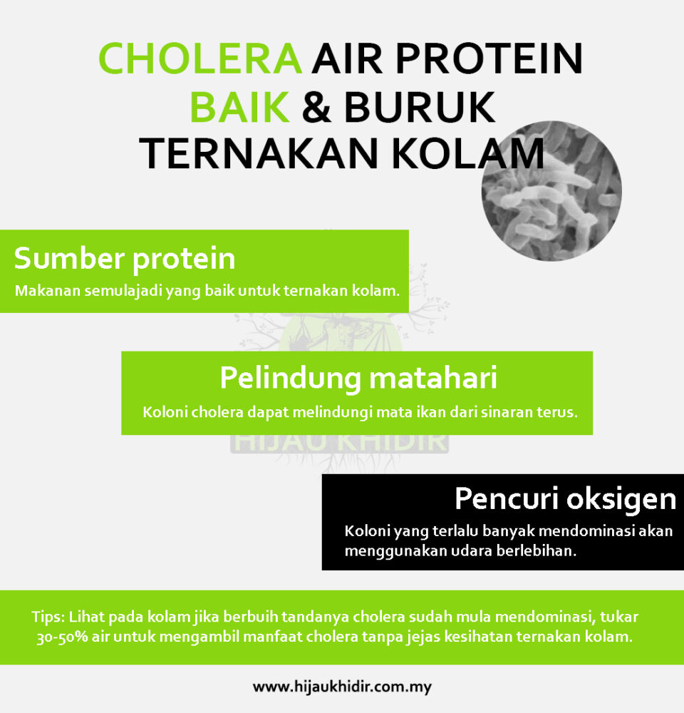 tips-ternakan-kolam-cholera