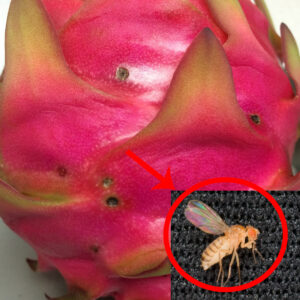 atasi fruit flies racun organik
