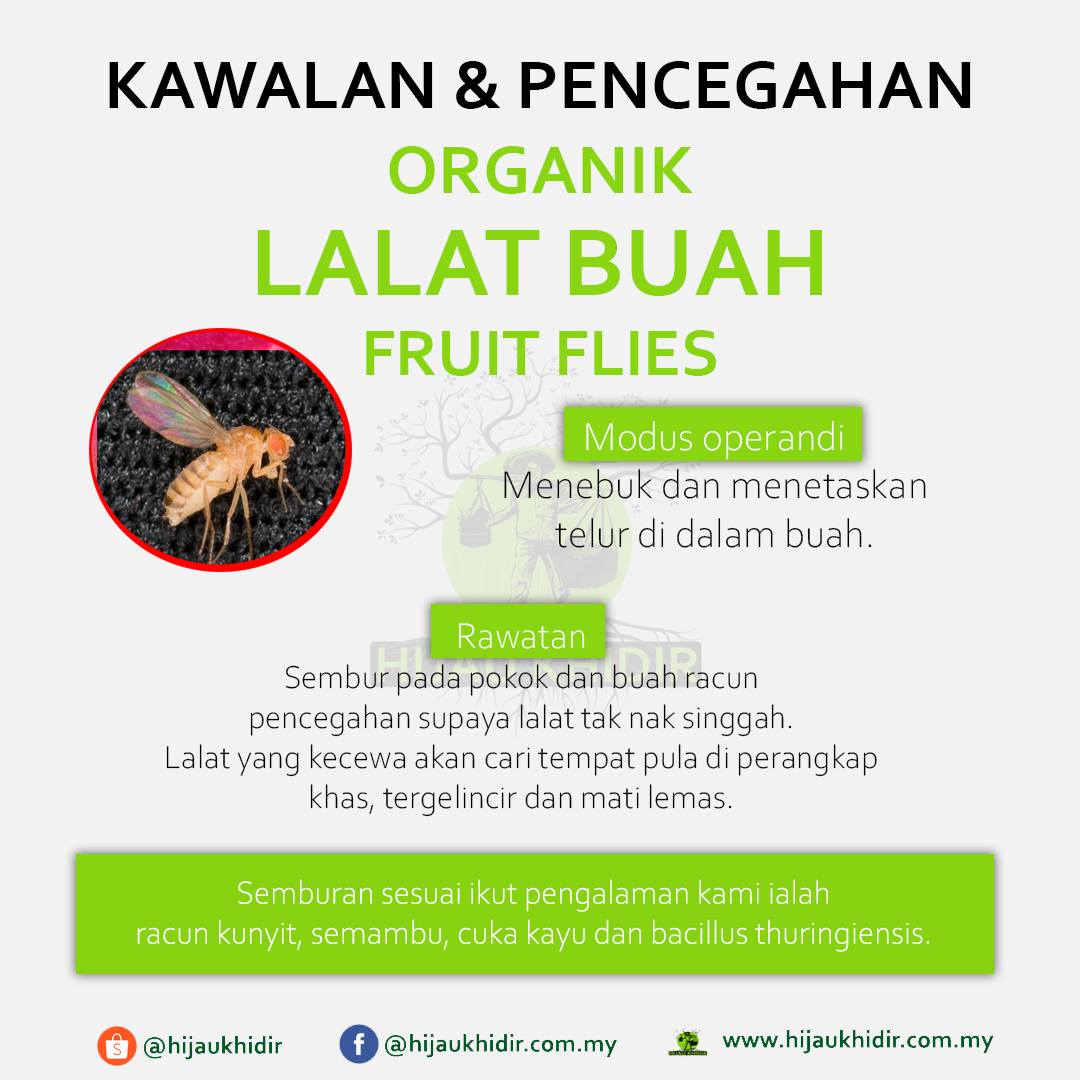 panduan atasi lalat buah fruit flies organik
